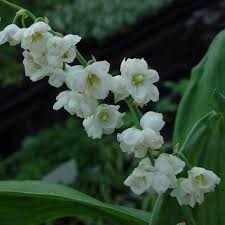 Attēlu rezultāti vaicājumam “Convallaria majalis”