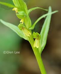 Attēlu rezultāti vaicājumam “Dactylorhiza russowii bud”