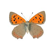 Attēlu rezultāti vaicājumam “Lycaena phlaeas”