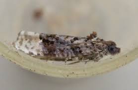 Attēlu rezultāti vaicājumam “Apotomis betuletana”