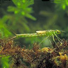 Attēlu rezultāti vaicājumam “Coenagrion armatum female”