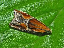 Attēlu rezultāti vaicājumam “Ancylis myrtillana”