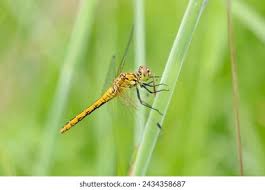 Attēlu rezultāti vaicājumam “Sympetrum sanguineum female”