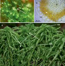 Attēlu rezultāti vaicājumam “Neckera complanata sporophyte”