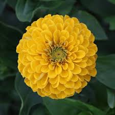 Image result for Zinnia violacea