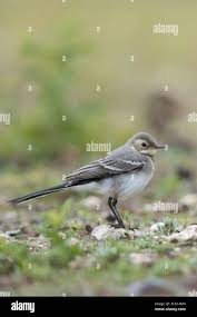 Attēlu rezultāti vaicājumam “Motacilla alba juvenile”