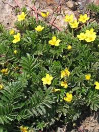 Attēlu rezultāti vaicājumam “Potentilla supina flower”