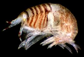 Attēlu rezultāti vaicājumam “Amphipoda”