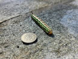 Attēlu rezultāti vaicājumam “Sphinx pinastri”