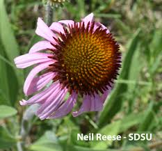 Image result for Echinacea angustifolia