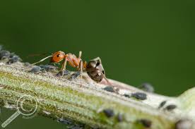 Attēlu rezultāti vaicājumam “Formicidae”