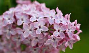 Attēlu rezultāti vaicājumam “Syringa vulgaris flower”