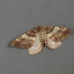 Attēlu rezultāti vaicājumam “Earophila badiata”