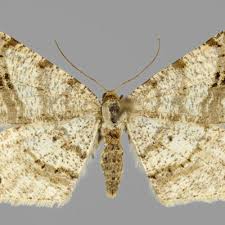 Attēlu rezultāti vaicājumam “Macaria alternata”