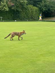 Image result for Bracknell Bowling & Social Club