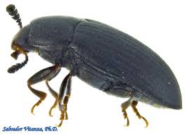 Attēlu rezultāti vaicājumam “Erotylidae”