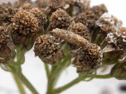 Attēlu rezultāti vaicājumam “Agonopterix ciliella imago”