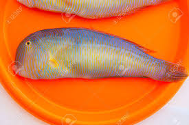 Image result for Xyrichtys novacula