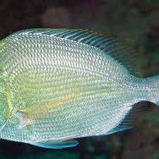 Image result for Calamus nodosus