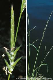 Attēlu rezultāti vaicājumam “Glyceria fluitans”