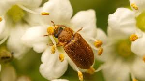 Attēlu rezultāti vaicājumam “Byturidae”