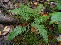 Attēlu rezultāti vaicājumam “Dryopteris cristata”