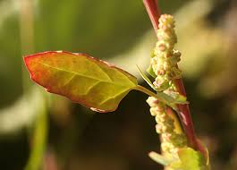 Attēlu rezultāti vaicājumam “Chenopodium polyspermum var. acutifolium flower”