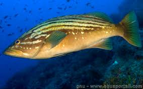 Image result for Epinephelus costae