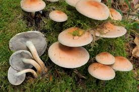 Attēlu rezultāti vaicājumam “Hypholoma lateritium”