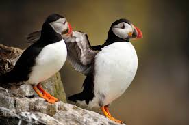 Image result for Fratercula arctica