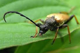 Attēlu rezultāti vaicājumam “Leptura rubra”