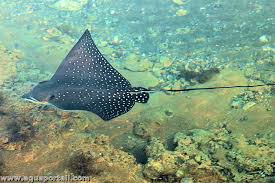 Image result for Aetobatus ocellatus