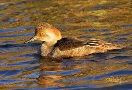 Attēlu rezultāti vaicājumam “Mergus merganser juvenile”