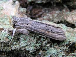 Attēlu rezultāti vaicājumam “Cucullia umbratica”