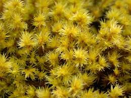 Attēlu rezultāti vaicājumam “Racomitrium heterostichum”