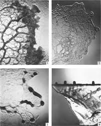 Attēlu rezultāti vaicājumam “Didymium nigripes stalked”