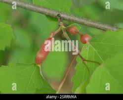 Attēlu rezultāti vaicājumam “Contarinia petioli”