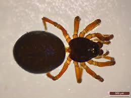 Attēlu rezultāti vaicājumam “Linyphiidae”