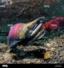 Image result for Oncorhynchus nerka