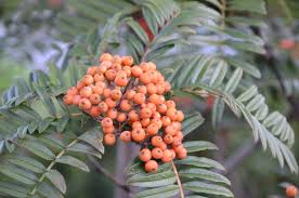 Attēlu rezultāti vaicājumam “Sorbus”