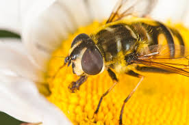 Attēlu rezultāti vaicājumam “Eristalis sp.”