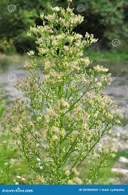 Attēlu rezultāti vaicājumam “Erigeron canadensis”