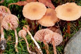 Attēlu rezultāti vaicājumam “Stemonitopsis subcaespitosa”