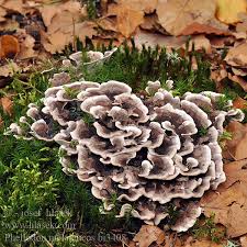 Attēlu rezultāti vaicājumam “Phellodon melaleucus”