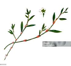 Attēlu rezultāti vaicājumam “Polygonum aviculare leaf”