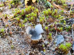 Attēlu rezultāti vaicājumam “Geopora arenicola”