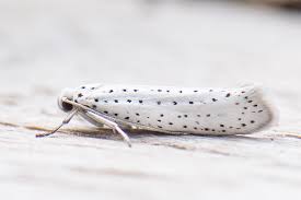 Attēlu rezultāti vaicājumam “Yponomeuta evonymella imago”