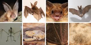 Attēlu rezultāti vaicājumam “Plecotus auritus”