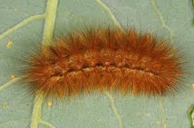 Attēlu rezultāti vaicājumam “Spilosoma lutea imago”