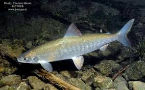 Image result for Coregonus oxyrinchus